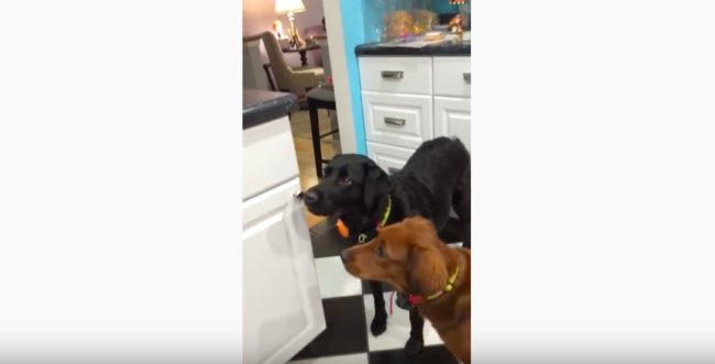 ラブラドールレトリーバー,動画