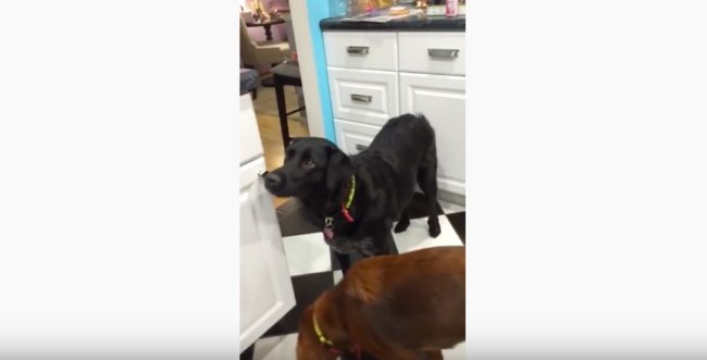 ラブラドールレトリーバー,動画