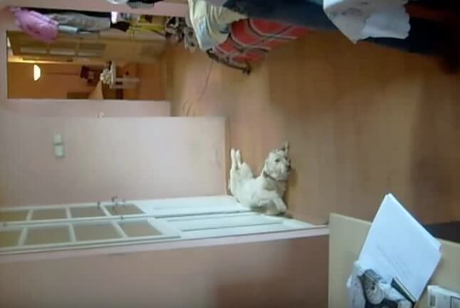 ゴールデンレトリーバー,動画