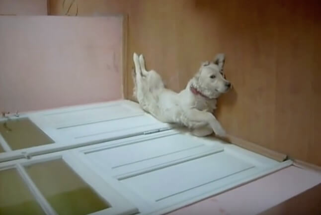 ゴールデンレトリーバー,動画