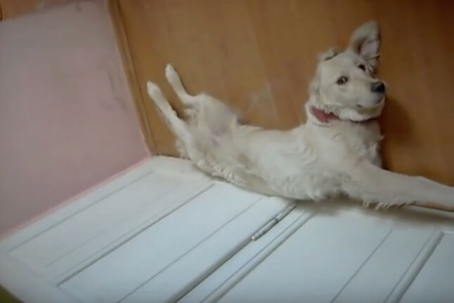 ゴールデンレトリーバー,動画