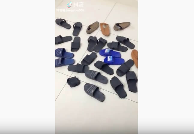 ゴールデンレトリーバー,動画