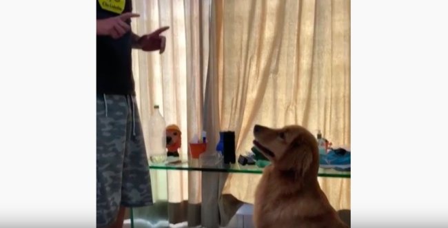 ゴールデンレトリーバー,動画