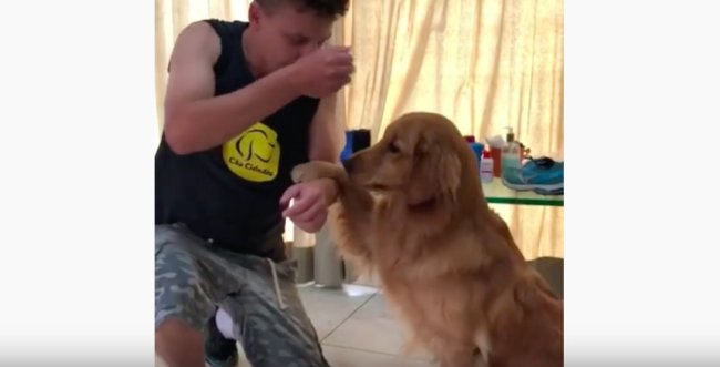 ゴールデンレトリーバー,動画