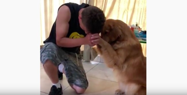 ゴールデンレトリーバー,動画