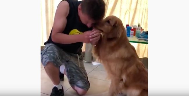 ゴールデンレトリーバー,動画