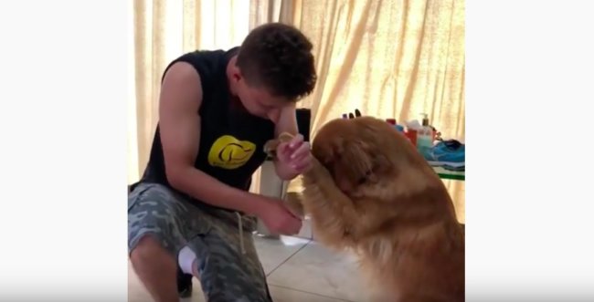 ゴールデンレトリーバー,動画