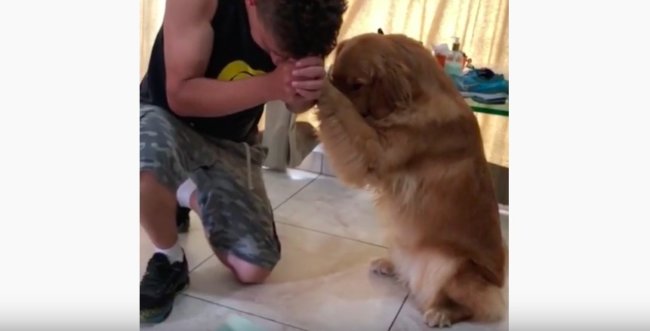 ゴールデンレトリーバー,動画