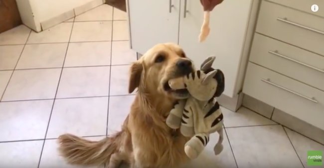 ゴールデンレトリーバー,動画