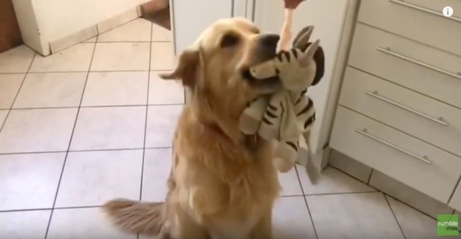 ゴールデンレトリーバー,動画