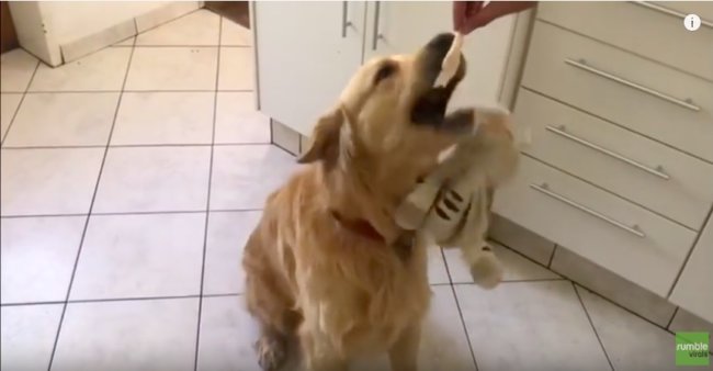 ゴールデンレトリーバー,動画