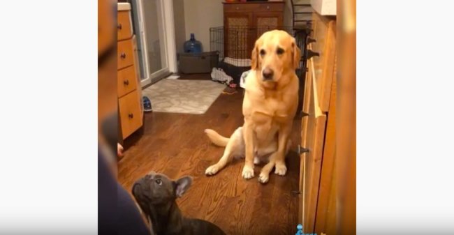 ラブラドールレトリーバー,動画