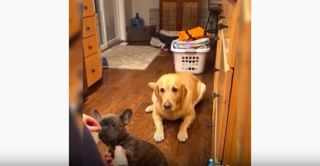 ラブラドールレトリーバー,動画