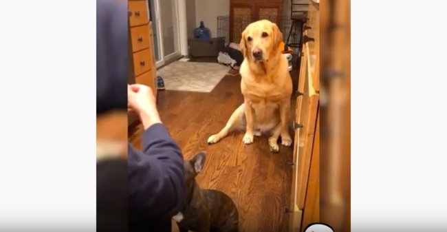 ラブラドールレトリーバー,動画