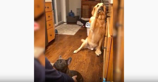 ラブラドールレトリーバー,動画