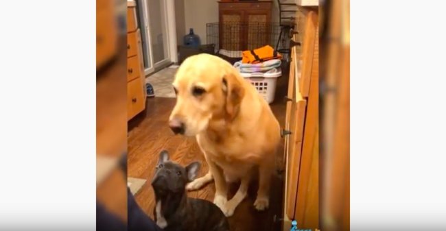 ラブラドールレトリーバー,動画