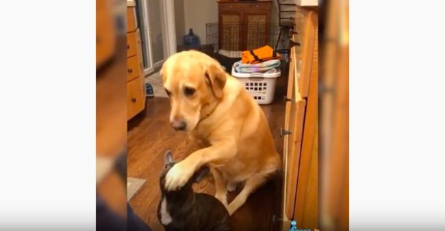 ラブラドールレトリーバー,動画