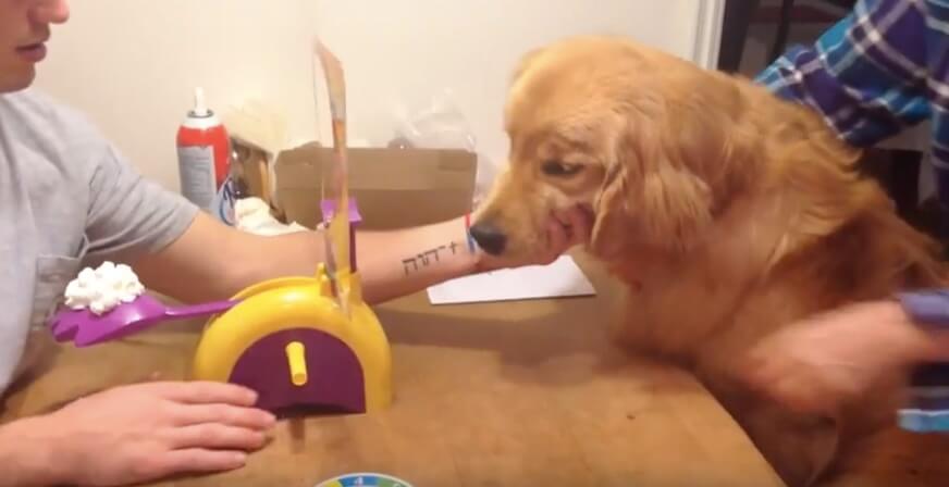 ゴールデンレトリーバー,動画