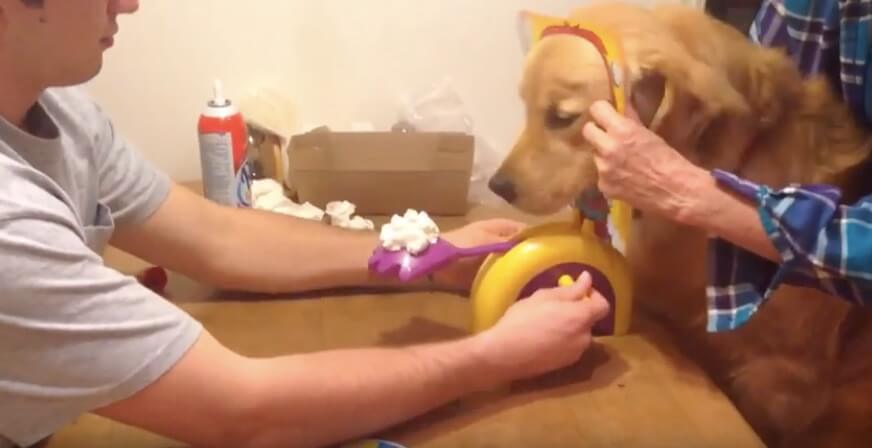 ゴールデンレトリーバー,動画