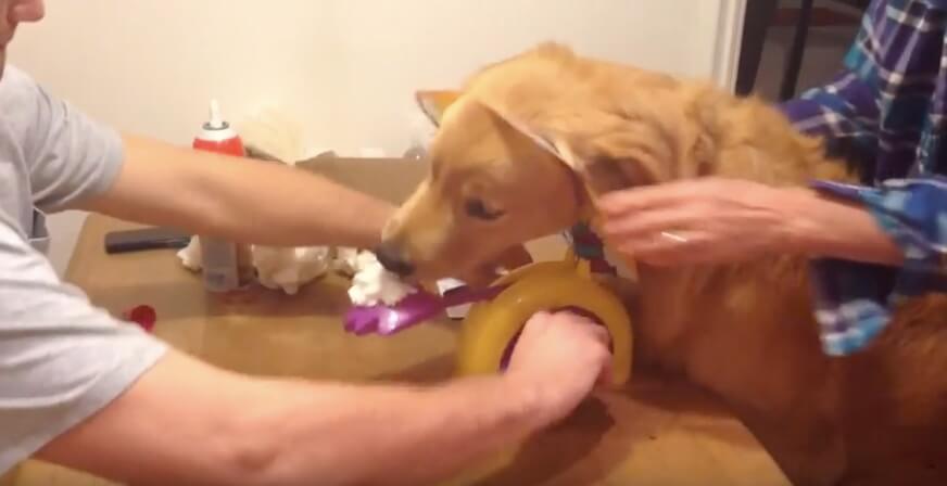 ゴールデンレトリーバー,動画