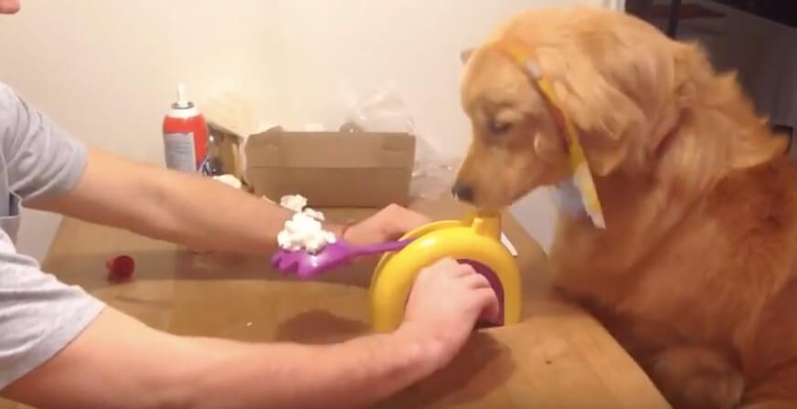 ゴールデンレトリーバー,動画