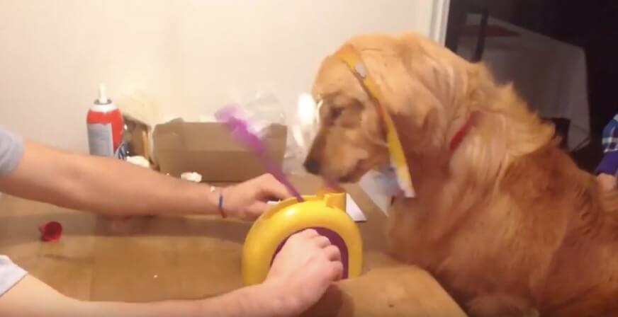 ゴールデンレトリーバー,動画