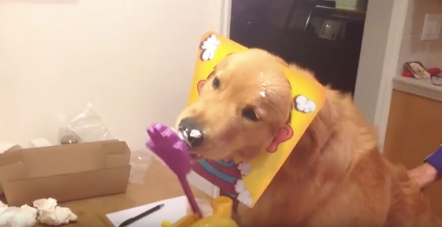 ゴールデンレトリーバー,動画