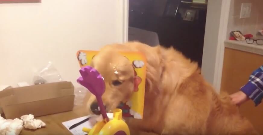 ゴールデンレトリーバー,動画