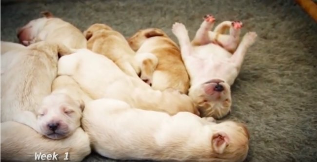 ゴールデンレトリーバー,動画