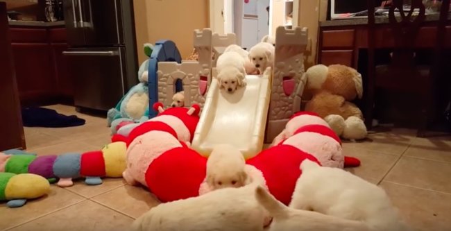 ゴールデンレトリーバー,動画