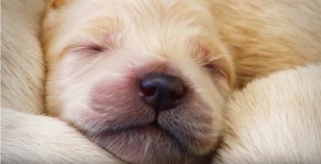 ゴールデンレトリーバー,動画