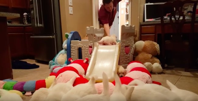 ゴールデンレトリーバー,動画