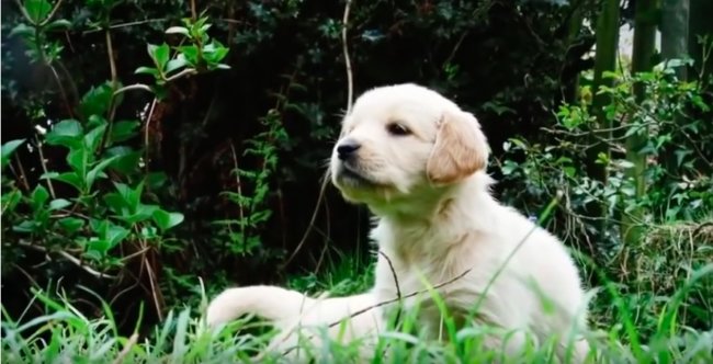 ゴールデンレトリーバー,動画