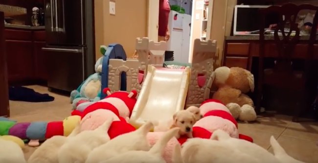 ゴールデンレトリーバー,動画