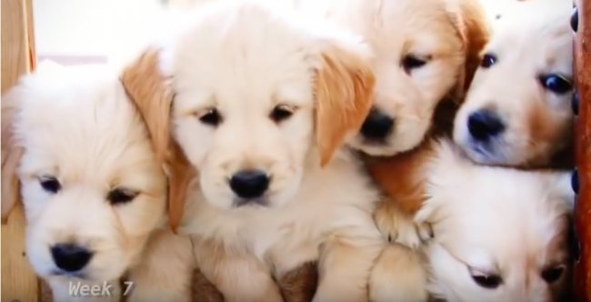 ゴールデンレトリーバー,動画