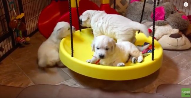 ゴールデンレトリーバー,動画