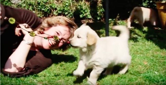 ゴールデンレトリーバー,動画