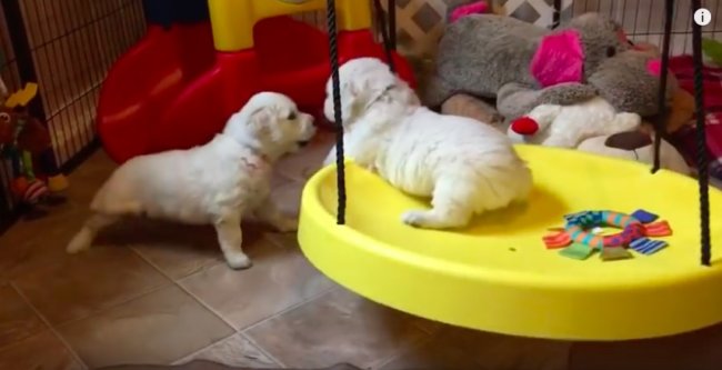 ゴールデンレトリーバー,動画