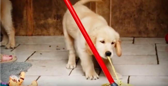 ゴールデンレトリーバー,動画