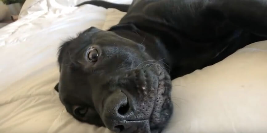 ラブラドールレトリーバー,動画