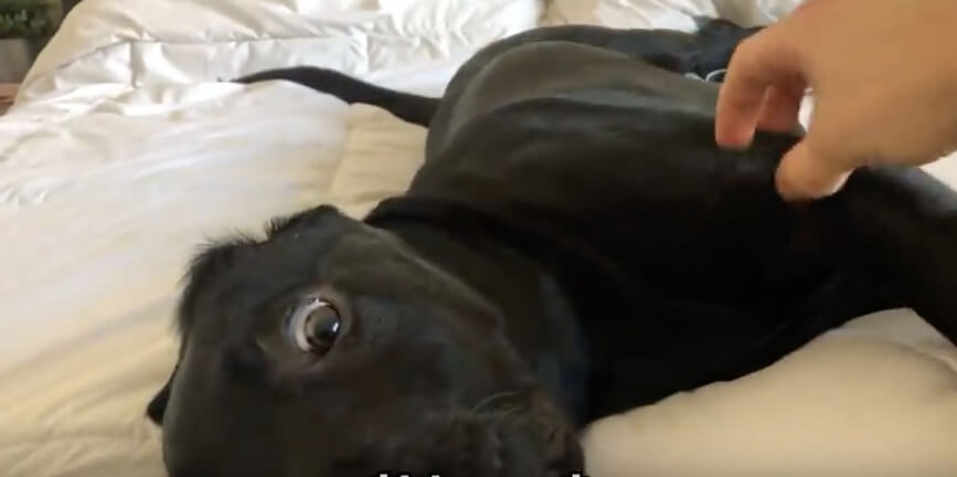 ラブラドールレトリーバー,動画