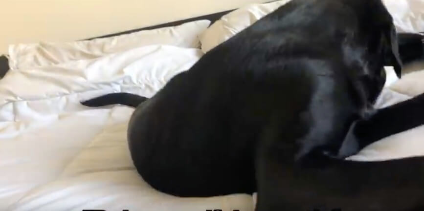 ラブラドールレトリーバー,動画