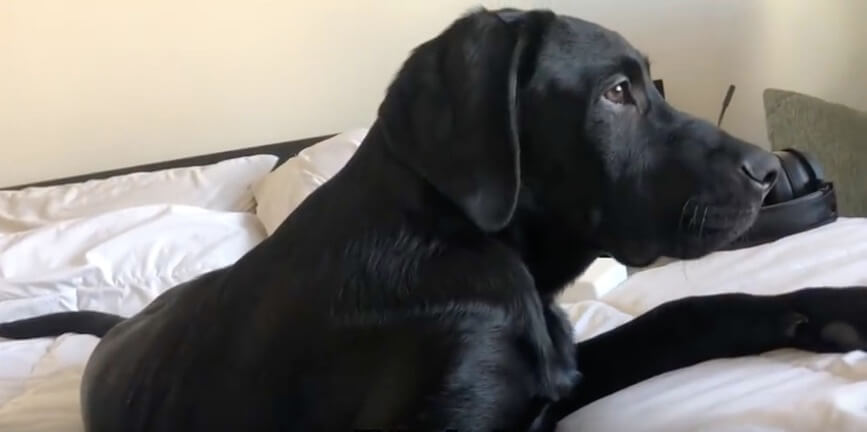 ラブラドールレトリーバー,動画