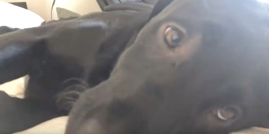 ラブラドールレトリーバー,動画