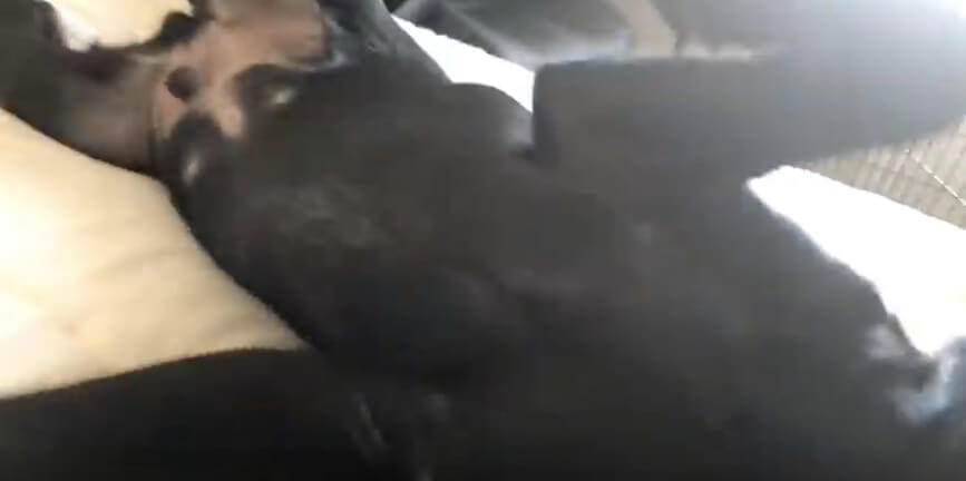 ラブラドールレトリーバー,動画