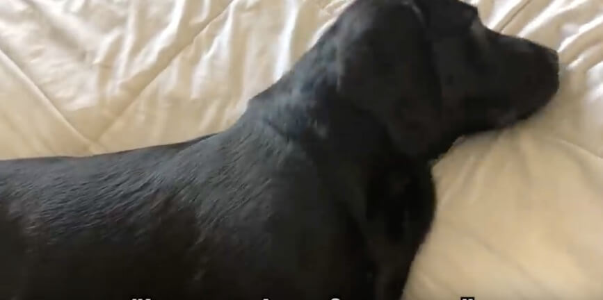 ラブラドールレトリーバー,動画