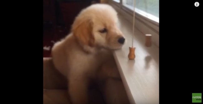 ゴールデンレトリーバー,動画