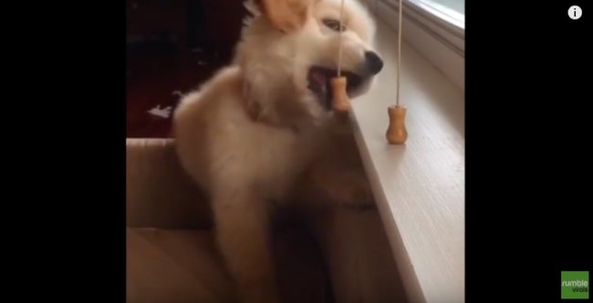 ゴールデンレトリーバー,動画