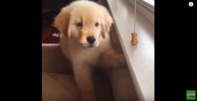 ゴールデンレトリーバー,動画