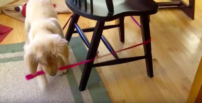 ゴールデンレトリーバー,動画